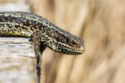 Levendbarende hagedis / Viviparous Lizard (Zootoca vivipara )