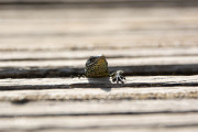 Levendbarende hagedis / Viviparous Lizard (Zootoca vivipara )