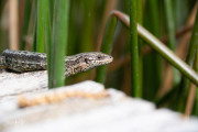 Levendbarende hagedis / Viviparous Lizard (Zootoca vivipara )