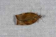 Leverkleurige bladroller / Dark Fruit-tree Tortrix (Pandemis heparana), micro