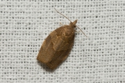 Leverkleurige bladroller / Dark Fruit-tree Tortrix (Pandemis heparana), micro