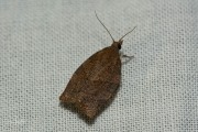 Leverkleurige bladroller / Dark Fruit-tree Tortrix (Pandemis heparana), micro