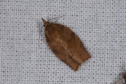 Leverkleurige bladroller / Dark Fruit-tree Tortrix (Pandemis heparana), micro