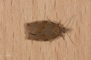 Leverkleurige bladroller / Dark Fruit-tree Tortrix (Pandemis heparana), micro