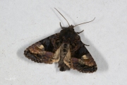 Levervlek / Small Angle Shades (Euplexia lucipara)