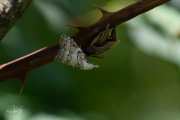 Licht visstaartje / Scarce Black Arches (Nola aerugula)