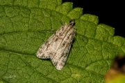 Lichte granietmot (Eudonia lacustrata), micro