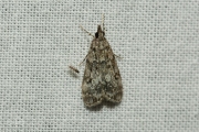 Lichte granietmot (Eudonia lacustrata), micro