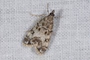 Lichte granietmot (Eudonia lacustrata), micro