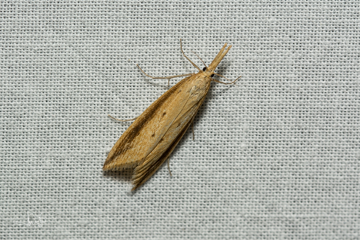 Liesgrassnuitmot (Donacaula forficella), micro