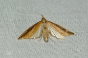 Liesgrassnuitmot (Donacaula forficella), micro