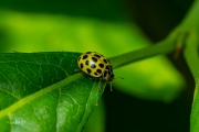 Citroenlieveheersbeestje - 22-Spot ladybird (Psyllobora vigintiduopunctata)