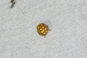 Meeldauwlieveheersbeestje - Orange ladybird (Halyzia sedecimguttata)