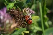 Zevenstippelig lieveheersbeestje - 7-Spot ladybird (Coccinella septempunctata)