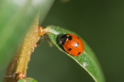 Zevenstippelig lieveheersbeestje - 7-Spot ladybird (Coccinella septempunctata)