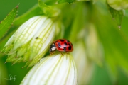 Aziatisch lieveheersbeestje - Harlequin ladybird (Harmonia axyridis succinea)