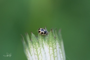 Schaakbordlieveheersbeestje - 14-Spot ladybird (Propylea quatuordecimpunctata)