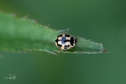 Schaakbordlieveheersbeestje - 14-Spot ladybird (Propylea quatuordecimpunctata)