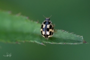 Schaakbordlieveheersbeestje - 14-Spot ladybird (Propylea quatuordecimpunctata)