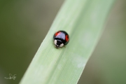 Aziatisch lieveheersbeestje - Harlequin ladybird (Harmonia axyridis conspicua)