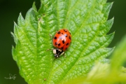 Aziatisch lieveheersbeestje - Harlequin ladybird (Harmonia axyridis succinea)