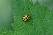 Citroenlieveheersbeestje - 22-Spot ladybird (Psyllobora vigintiduopunctata)