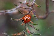 Zevenstippelig lieveheersbeestje - 7-Spot ladybird (Coccinella septempunctata)