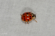 Aziatisch lieveheersbeestje - Harlequin ladybird (Harmonia axyridis succinea)