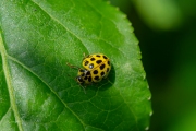 Citroenlieveheersbeestje - 22-Spot ladybird (Psyllobora vigintiduopunctata)