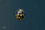 Schaakbordlieveheersbeestje - 14-Spot ladybird (Propylea quatuordecimpunctata)