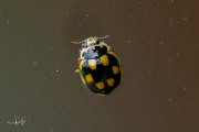 Schaakbordlieveheersbeestje - 14-Spot ladybird (Propylea quatuordecimpunctata)
