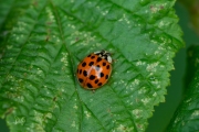 Aziatisch lieveheersbeestje - Harlequin ladybird (Harmonia axyridis succinea)