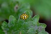 Citroenlieveheersbeestje - 22-Spot ladybird (Psyllobora vigintiduopunctata)