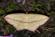 Lieveling / Blood-vein (Timandra comae)