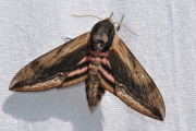 Ligusterpijlstaart / Privet Hawk-moth (Sphinx ligustri)