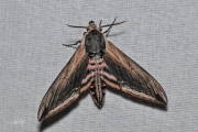 Ligusterpijlstaart / Privet Hawk-moth (Sphinx ligustri)