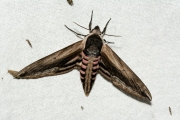 Ligusterpijlstaart / Privet Hawk-moth (Sphinx ligustri)