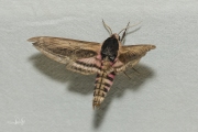 Ligusterpijlstaart / Privet Hawk-moth (Sphinx ligustri)