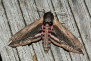 Ligusterpijlstaart / Privet Hawk-moth (Sphinx ligustri)