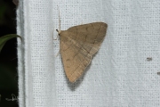 Lijnsnuituil / The Fan-foot (Herminia tarsipennalis)