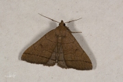 Lijnsnuituil / The Fan-foot (Herminia tarsipennalis)