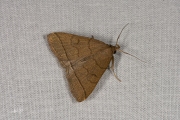 Lijnsnuituil / The Fan-foot (Herminia tarsipennalis)