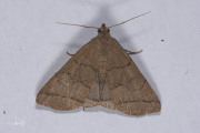 Lijnsnuituil / The Fan-foot (Herminia tarsipennalis)