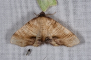 Lindeknotsvlinder / Scorched Wing (Plagodis dolabraria)