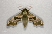 Lindepijlstaart / Lime Hawk-moth (Mimas tiliae)