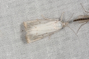 Lisdoddesnuitmot (Calamotropha paludella), micro