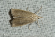 Lisdoddesnuitmot (Calamotropha paludella), micro