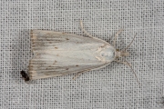 Lisdoddesnuitmot (Calamotropha paludella), micro