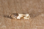 Loofboombladroller / Common Cloaked Shoot (Gypsonoma dealbana), micro