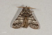 Maantandvlinder / Lunar Marbled Brown (Drymonia ruficornis)